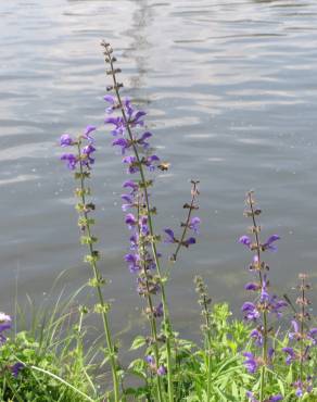 Fotografia 11 da espécie Salvia pratensis no Jardim Botânico UTAD