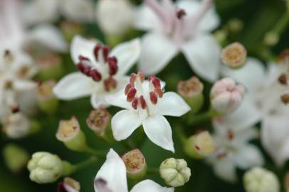 Fotografia da espécie Sambucus ebulus