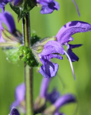 Fotografia 12 da espécie Salvia pratensis no Jardim Botânico UTAD