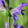 Fotografia 12 da espécie Salvia pratensis do Jardim Botânico UTAD