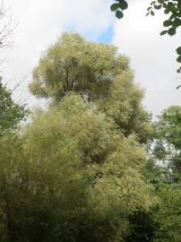 Fotografia da espécie Salix alba