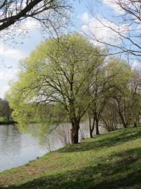 Fotografia da espécie Salix alba