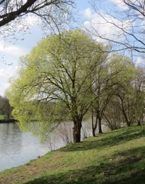 Fotografia 10 da espécie Salix alba no Jardim Botânico UTAD