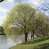 Fotografia 10 da espécie Salix alba do Jardim Botânico UTAD