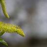 Fotografia 11 da espécie Salix alba do Jardim Botânico UTAD