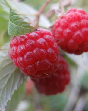 Fotografia 4 da espécie Rubus idaeus no Jardim Botânico UTAD