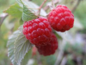 Fotografia da espécie Rubus idaeus