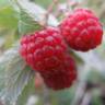 Fotografia 4 da espécie Rubus idaeus do Jardim Botânico UTAD