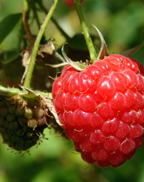 Fotografia 5 da espécie Rubus idaeus no Jardim Botânico UTAD