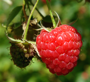 Fotografia da espécie Rubus idaeus