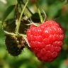 Fotografia 5 da espécie Rubus idaeus do Jardim Botânico UTAD