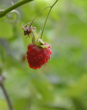 Fotografia 6 da espécie Rubus idaeus no Jardim Botânico UTAD
