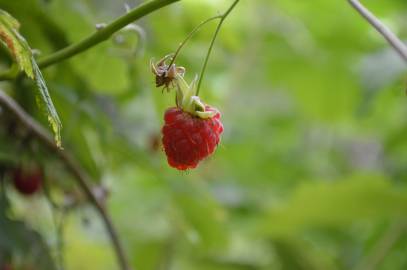 Fotografia da espécie Rubus idaeus