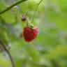 Fotografia 6 da espécie Rubus idaeus do Jardim Botânico UTAD