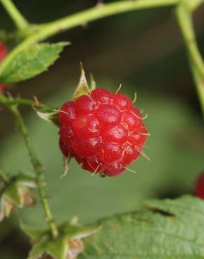 Fotografia 7 da espécie Rubus idaeus no Jardim Botânico UTAD