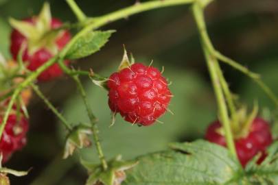 Fotografia da espécie Rubus idaeus