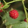 Fotografia 7 da espécie Rubus idaeus do Jardim Botânico UTAD
