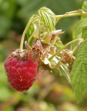 Fotografia 1 da espécie Rubus idaeus no Jardim Botânico UTAD