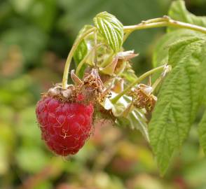 Fotografia da espécie Rubus idaeus