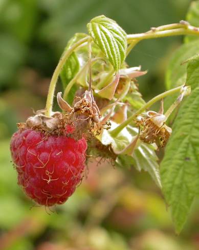 Fotografia de capa Rubus idaeus - do Jardim Botânico