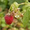Fotografia 1 da espécie Rubus idaeus do Jardim Botânico UTAD