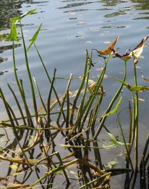 Fotografia 4 da espécie Sagittaria sagittifolia no Jardim Botânico UTAD