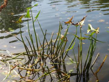 Fotografia da espécie Sagittaria sagittifolia