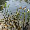 Fotografia 4 da espécie Sagittaria sagittifolia do Jardim Botânico UTAD