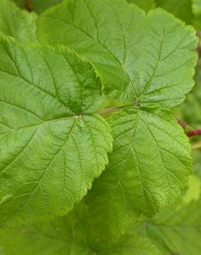 Fotografia 8 da espécie Rubus idaeus no Jardim Botânico UTAD