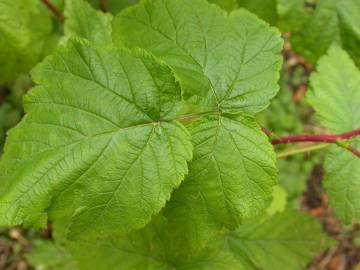 Fotografia da espécie Rubus idaeus