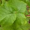 Fotografia 8 da espécie Rubus idaeus do Jardim Botânico UTAD