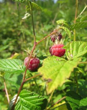 Fotografia 9 da espécie Rubus idaeus no Jardim Botânico UTAD