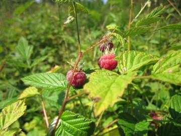 Fotografia da espécie Rubus idaeus