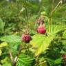 Fotografia 9 da espécie Rubus idaeus do Jardim Botânico UTAD