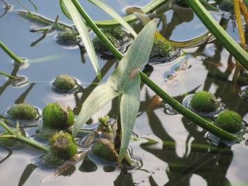 Fotografia da espécie Sagittaria sagittifolia