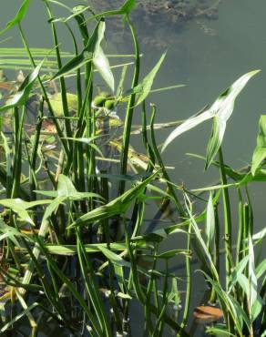 Fotografia 6 da espécie Sagittaria sagittifolia no Jardim Botânico UTAD