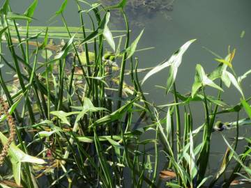 Fotografia da espécie Sagittaria sagittifolia