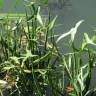 Fotografia 6 da espécie Sagittaria sagittifolia do Jardim Botânico UTAD