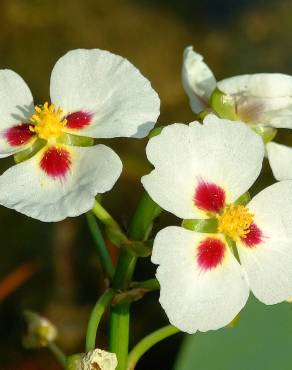 Fotografia 7 da espécie Sagittaria sagittifolia no Jardim Botânico UTAD