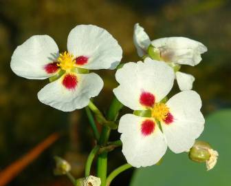 Fotografia da espécie Sagittaria sagittifolia