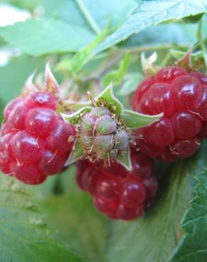 Fotografia 10 da espécie Rubus idaeus no Jardim Botânico UTAD