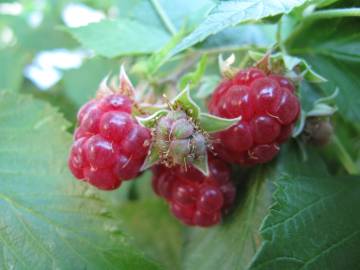 Fotografia da espécie Rubus idaeus