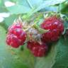Fotografia 10 da espécie Rubus idaeus do Jardim Botânico UTAD