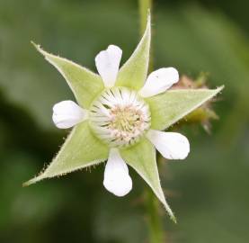 Fotografia da espécie Rubus idaeus