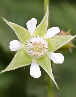 Fotografia 11 da espécie Rubus idaeus no Jardim Botânico UTAD