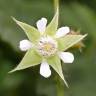 Fotografia 11 da espécie Rubus idaeus do Jardim Botânico UTAD