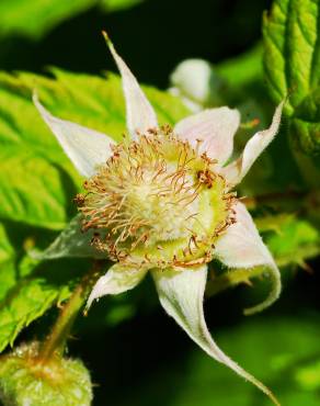 Fotografia 12 da espécie Rubus idaeus no Jardim Botânico UTAD