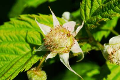 Fotografia da espécie Rubus idaeus