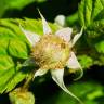 Fotografia 12 da espécie Rubus idaeus do Jardim Botânico UTAD
