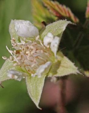 Fotografia 13 da espécie Rubus idaeus no Jardim Botânico UTAD